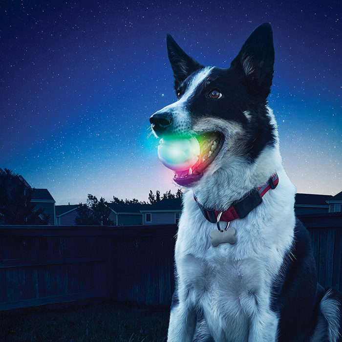 כדור לד זוהר למשחק בלילה עם הכלב