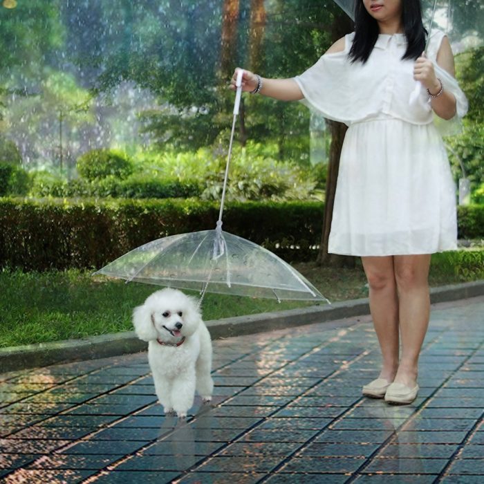 רצועת מטריה לכלבים