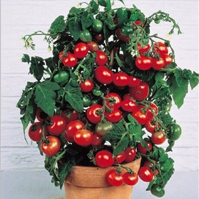 זרעי עגבניות שרי לגידול ביתי (100 זרעים)