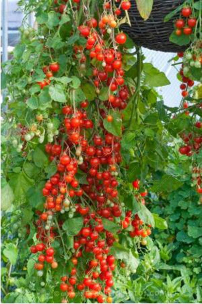 זרעי עגבניות שרי לגידול ביתי (100 זרעים)
