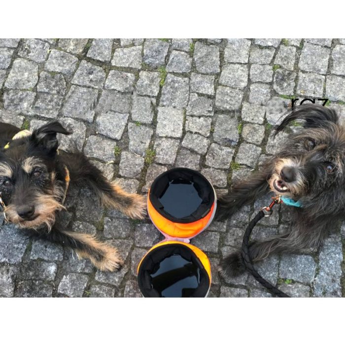 קערת טיולים מפוצלת לאוכל ומים לכלב