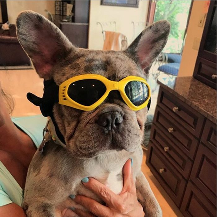 משקפי שמש לכלבים לסינון קרינת UV