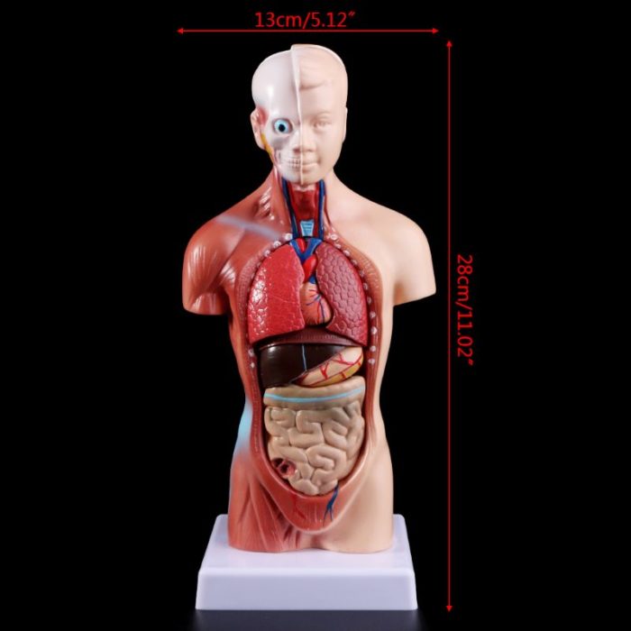 בובה עם איברים מתפרקים ללימוד אנטומיה