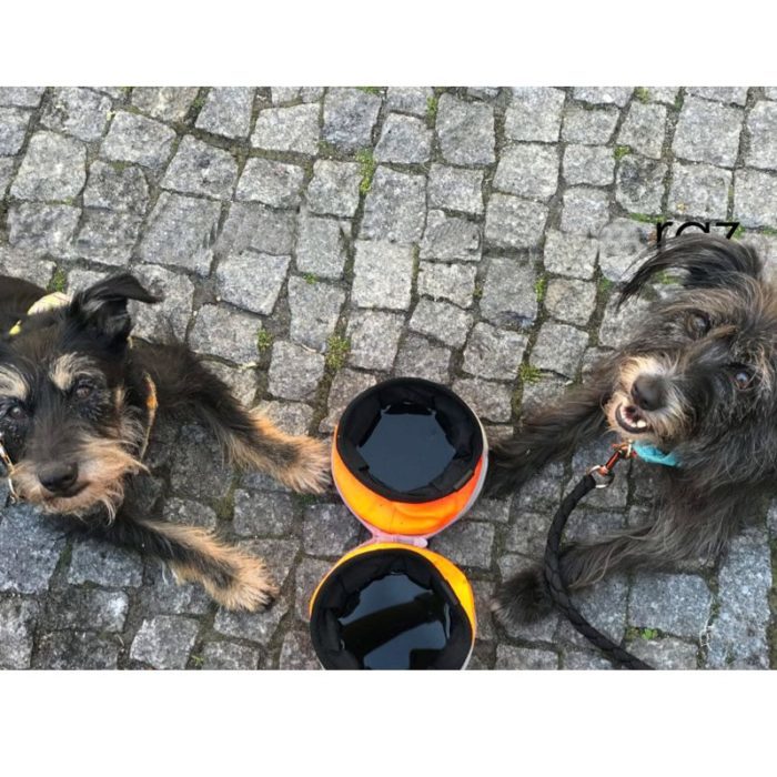 קערות שתייה ואכילה ניידות מתקפלות לכלב לטיולים