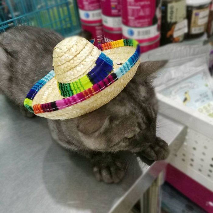 כובע סומבררו לחתולים וכלבים קטנים