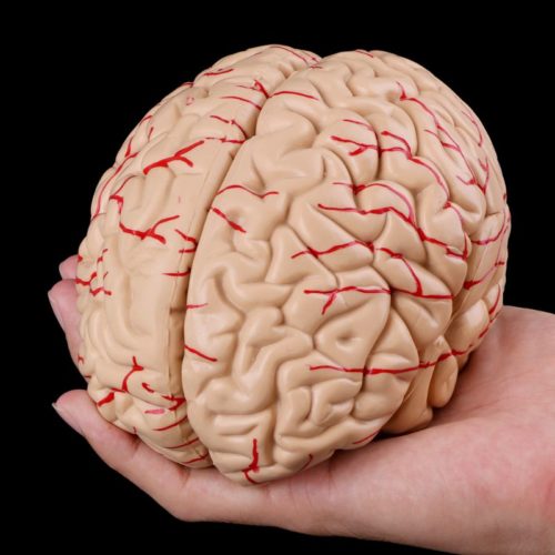 מודל אנטומי מוח ללמידה המתפרק ל-8 חלקים