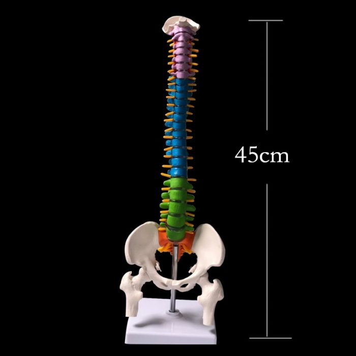 מודל אנטומי של עמוד השדרה לחינוך