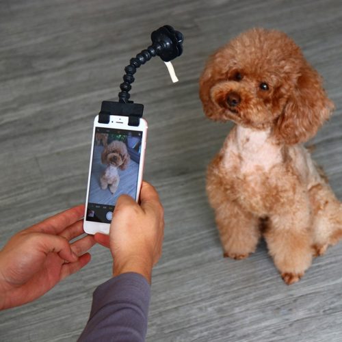 קליפס מחזיק חטיפים לצילום כלבים