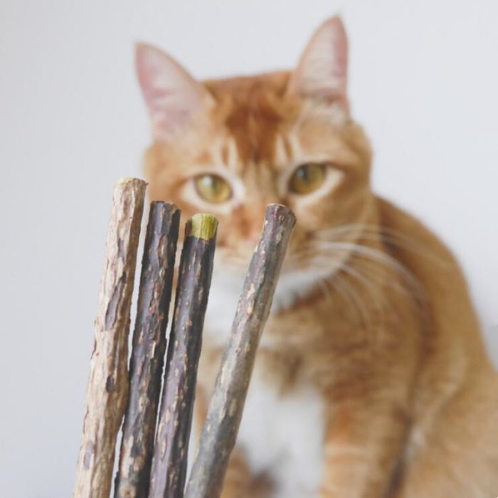 מקלות עץ טבעי דנטליים לחתולים (20 יח')