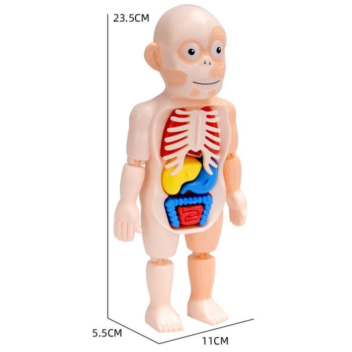 בובת פאזל גוף האדם תלת מימדית לילדים