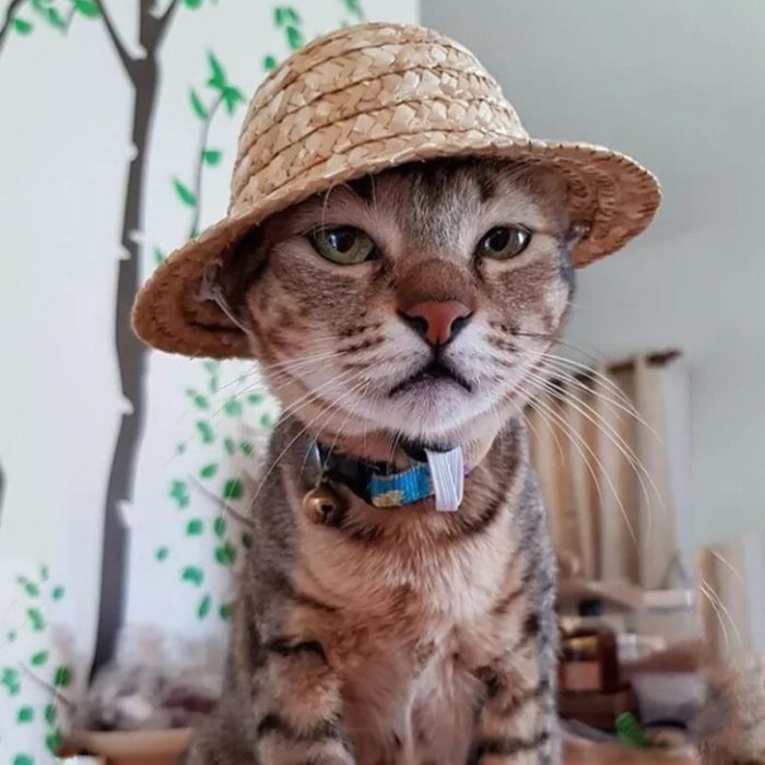 כובע קש לכלבים וחתולים