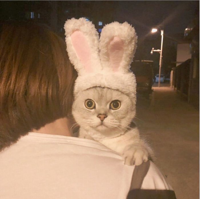 כובע בצורת אוזניים של ארנב לחתול