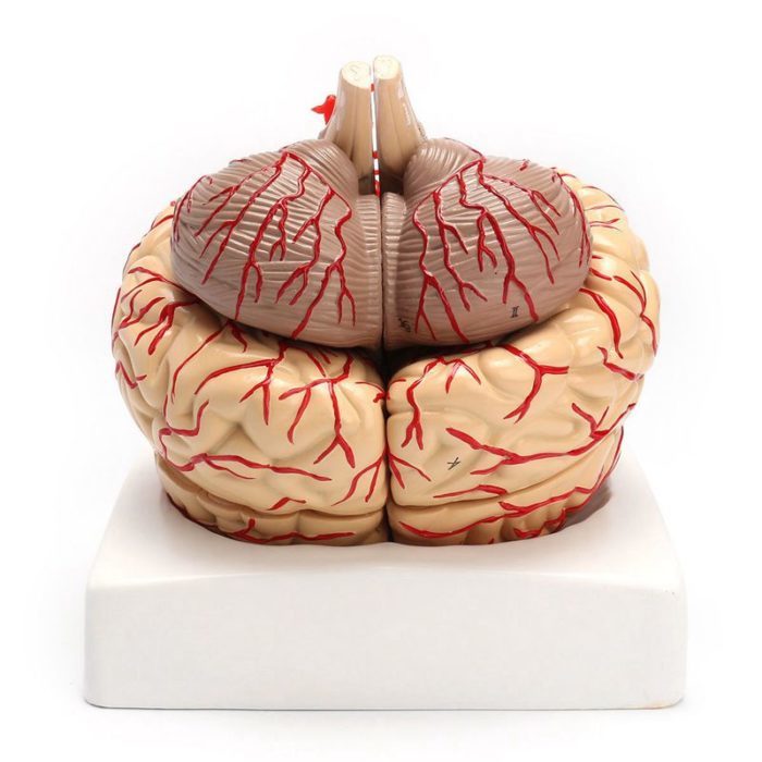 מודל אנטומי תלת מיממדי בצורת מוח
