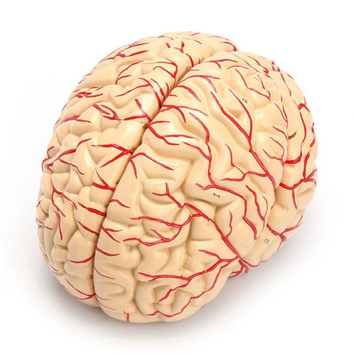 מודל אנטומי תלת מיממדי בצורת מוח