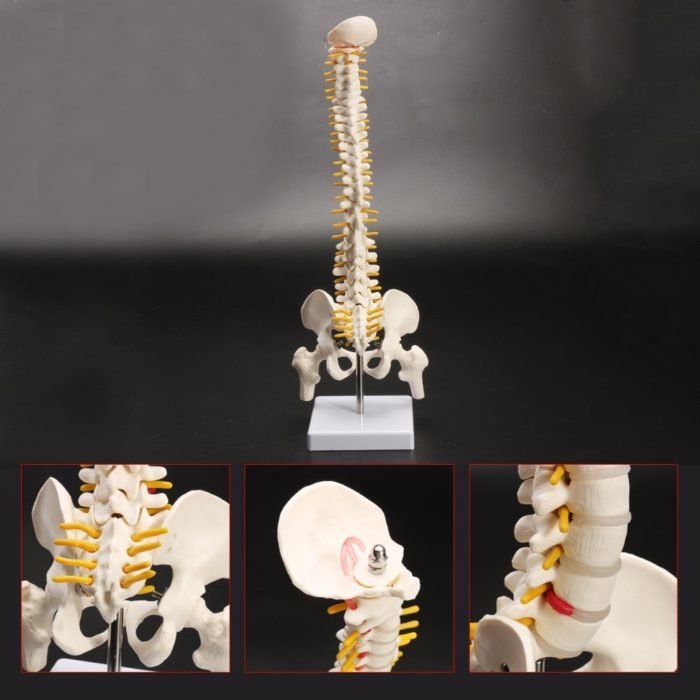 מודל אנטומי של עמוד שדרה אנושי