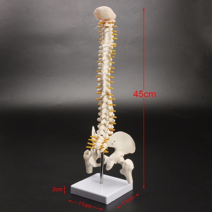 מודל אנטומי של עמוד שדרה אנושי