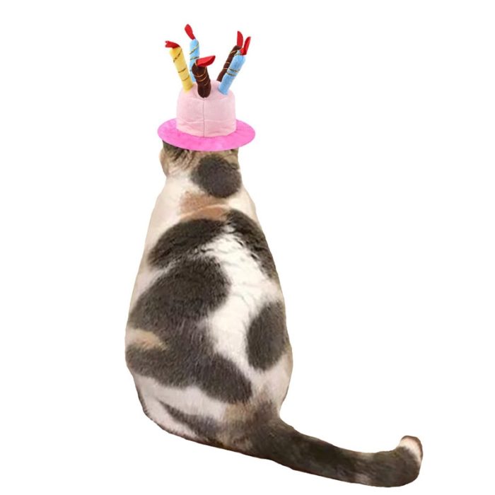 כובע יום הולדת לכלב ולחתול