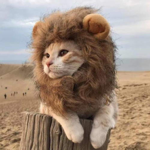 רעמת תחפושת אריה לחתול