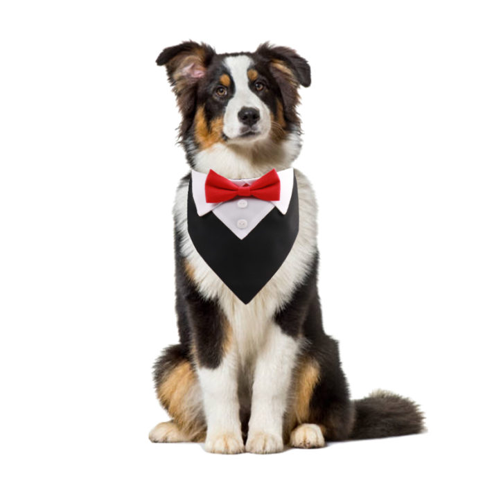 עניבה חגיגית לכלב