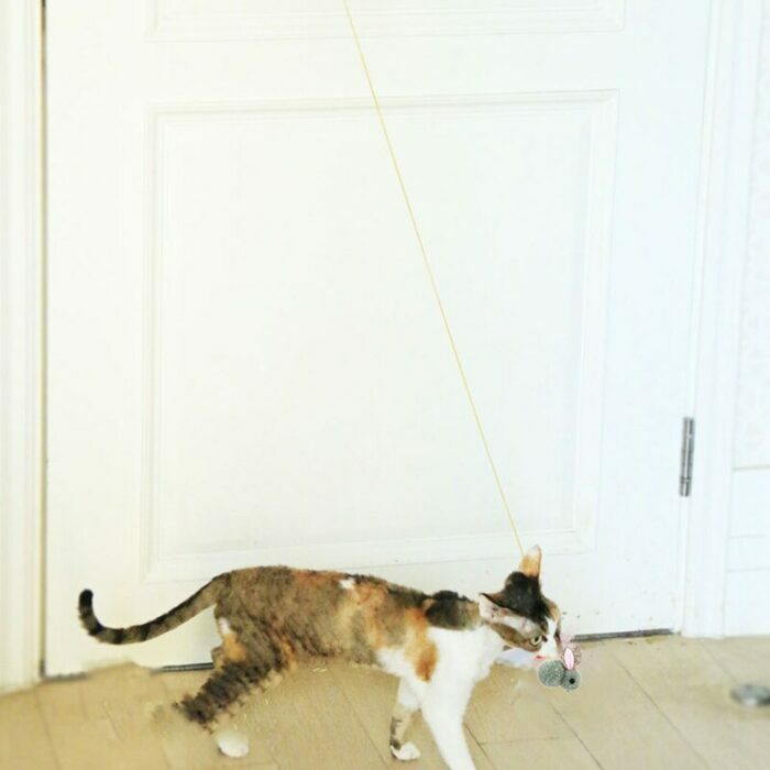 משחק לחתולים הנתלה בקלות על משקוף הדלת