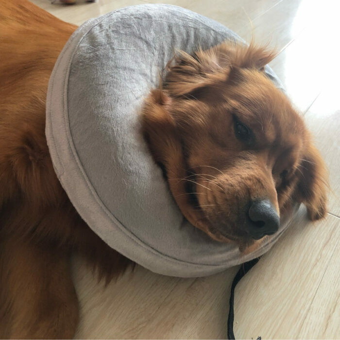 כרית קונוס מתנפחת לצוואר של הכלב לריפוי מניתוחים ופציעות