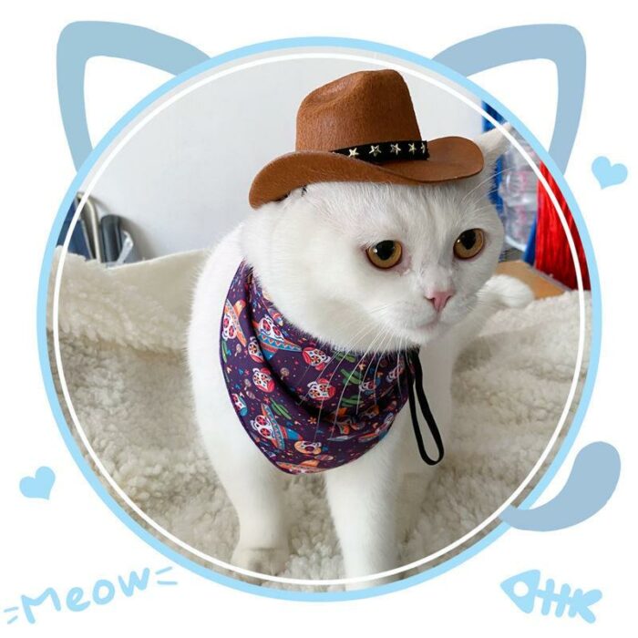כובע קאובוי לחתולים