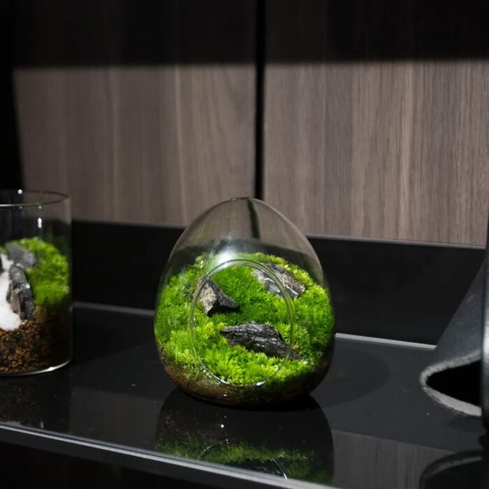 אגרטל בעיצוב ביצת אקווריום מזכוכית שקופה לגידול צמחים והידרופוניקה