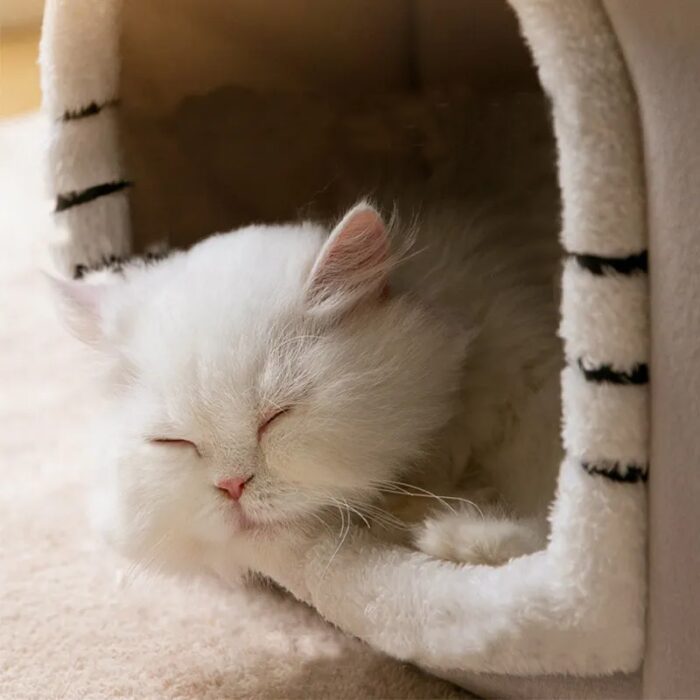 מיטה לחתולים וכלבים קטנים בעיצוב בית עם ריפוד רך נעים וחמים